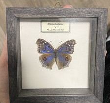 butterfly in display case