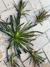 20x Krebsschere Teichaloe