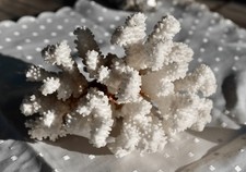 Echte Koralle, Steinkoralle