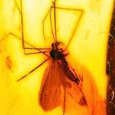 Bernstein Fossil Pilzmücke