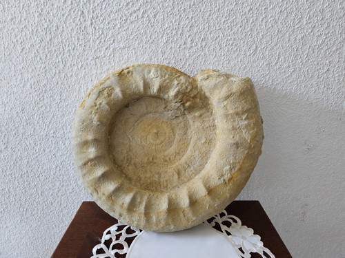 Ammonit fossile schnecke - fossile,