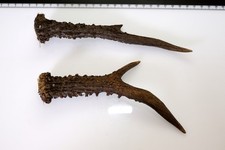 2 Geweihstangen vom Reh Geweih