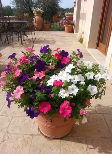 Sale406 petunia unicum mix - sale406,