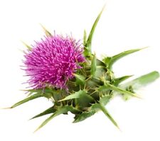 Mariendistel Kapseln (silybum