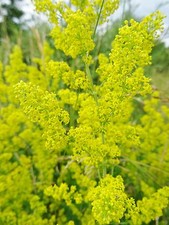 Galium verum ECHTES LABKRAUT über 200 Samen Duftpflanze