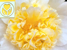 Kamelie, Camellia japonica