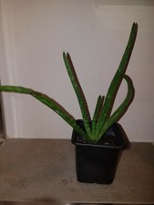 Schöne Aloe Vera Zimmer Pflanze, 1 Ableger, ca.20cm, Schlafzimmer