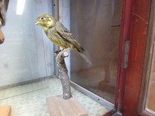 Goldammer, Tierpräparat