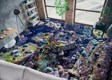 3D Stein Fisch 8235NA