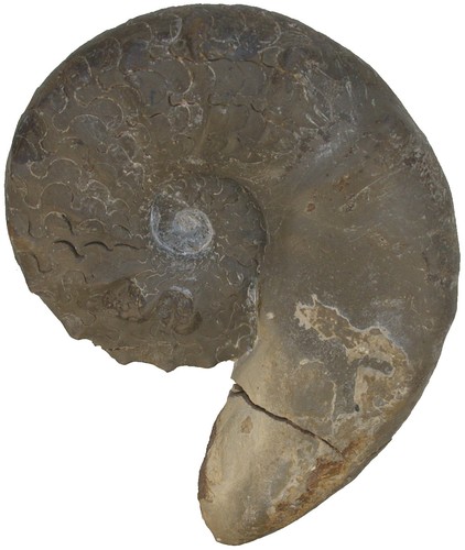 Trias ceratites sublaevigatus - trias,