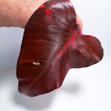 Philodendron „Strawberry