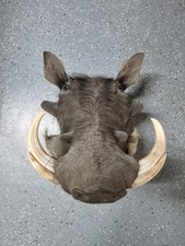 (Art.:P-64)  Tierpräparat Afrika "Warzenschwein"