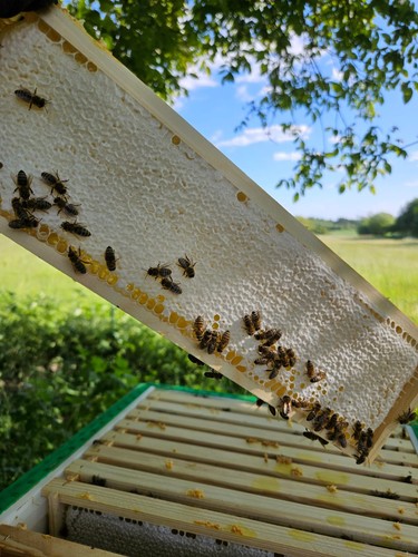 Honigwaben honig sommerblüten - honig,