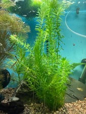 Feine wasserpest egeria - feine,