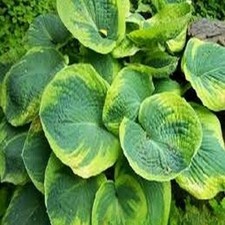Funkie hosta knolle - funkie,