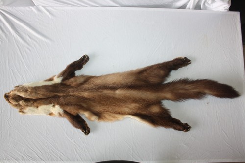 Tierpräparat marder - tierpräparat,