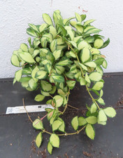 Hoya Wachsblume heuschkeliana