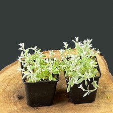 Silber Hornkraut Cerastium tomentosum Bodendecker Pflanze im Topf