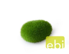 Aquarium Dekoration  Aqua