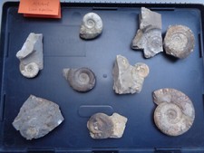 Acht Ammoniten vom Fundort Altdorf, Lias epsilon