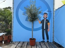 Sunny Tree - Olivenbaum - 15