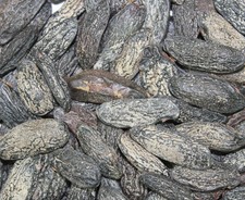 1000Kräuter Tonkabohnen ganz