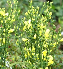 Edelginster cytisus scoparius - edelginster,