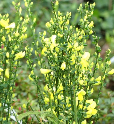 Edelginster cytisus scoparius - edelginster,