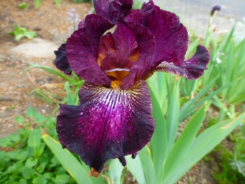 Iris schwertlilie mittelhohe - iris,,