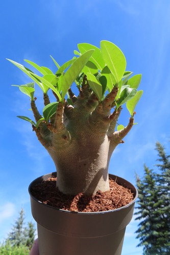 Adenium obesum wüstenrose - adenium,