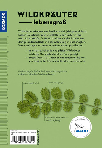Wildkräuter blatt erkennen - blatt,