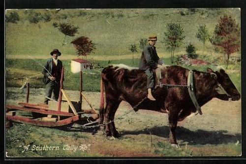 Southern tally ox - tally, ho,