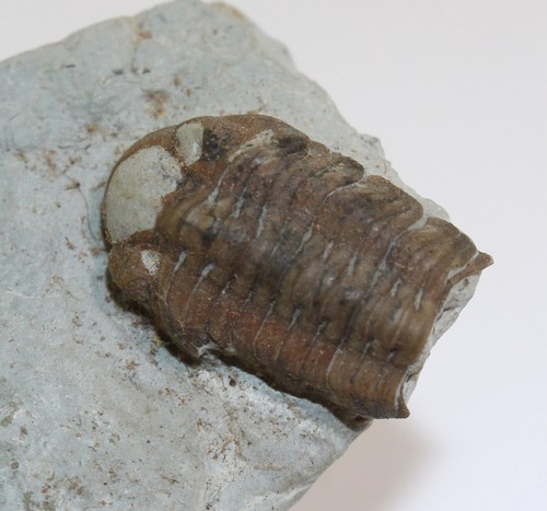 Trilobit acernaspis sp - trilobit,,