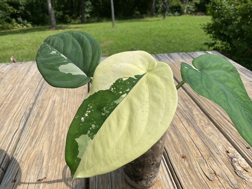 Syngonium chiapense albo - syngonium,