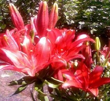 Rote tropische Seerose