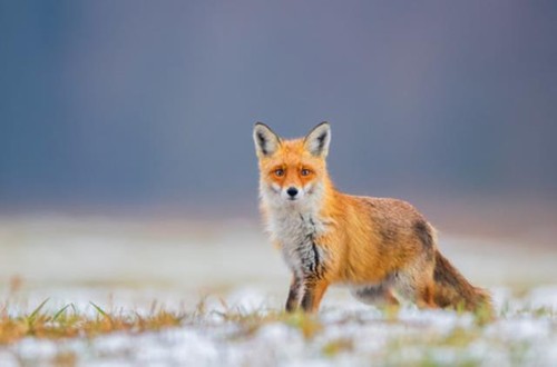 Wandbild fuchs - wandbild:,