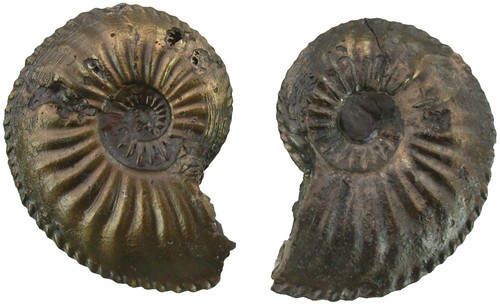 Lias amaltheus - 2x,
