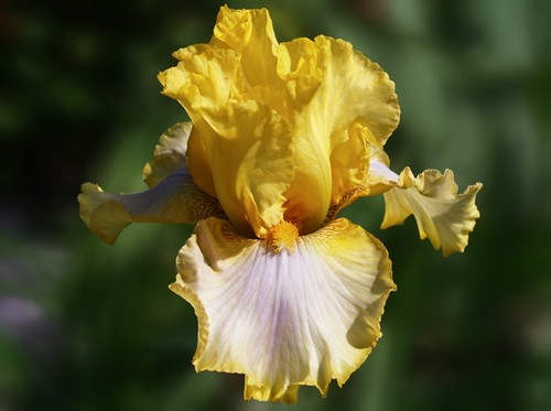 Schwertlilie iris burka - schwertlilie,