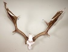 Schönes Damhirschgeweih