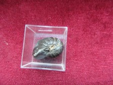 Fossilien, Nautilus Eutrephones Bauchardianum Frankreich