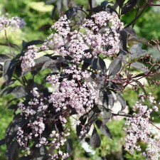 Rotlaubiger Holunder 'Black