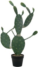 EUROPALMS Blätterkaktus, 76cm