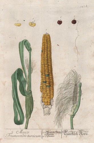 Zea mays mais - zea,