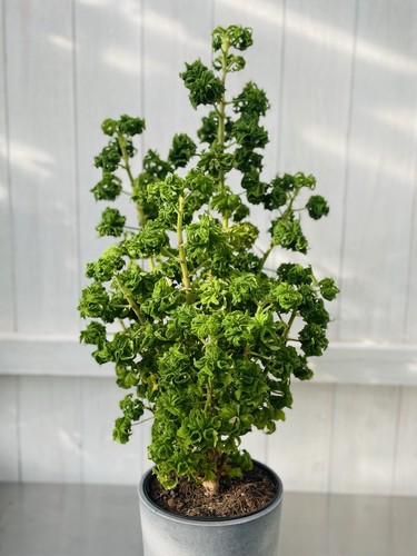 Rarität pelargonium - raritÄt,