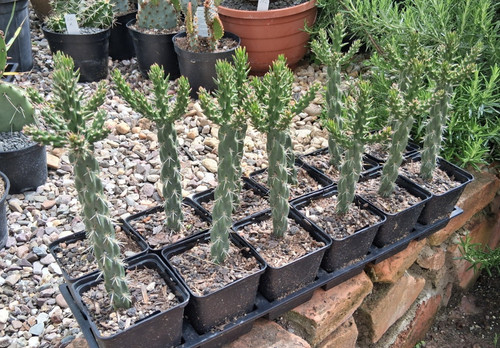 Cylindropuntia imbricata pinky
