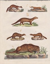 Fisch-Otter marten Marder