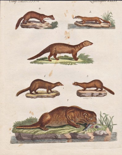 Fisch otter marten marder - fisch-otter,