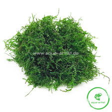 Weeping-Moos (Vesicularia ferriei) Aquariumpflanze – Aquascaping Aufsitzer