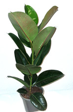 Gummibaum-Ficus "Robusta" - im 17cm Topf und einer Höhe von 70cm inkl. Topf