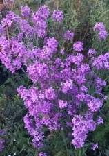 NACHTVIOLE 500 Samen HESPERIS
